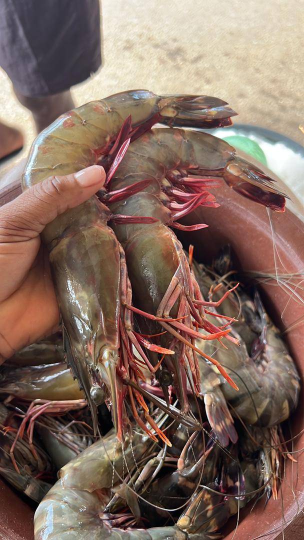 Langouste 