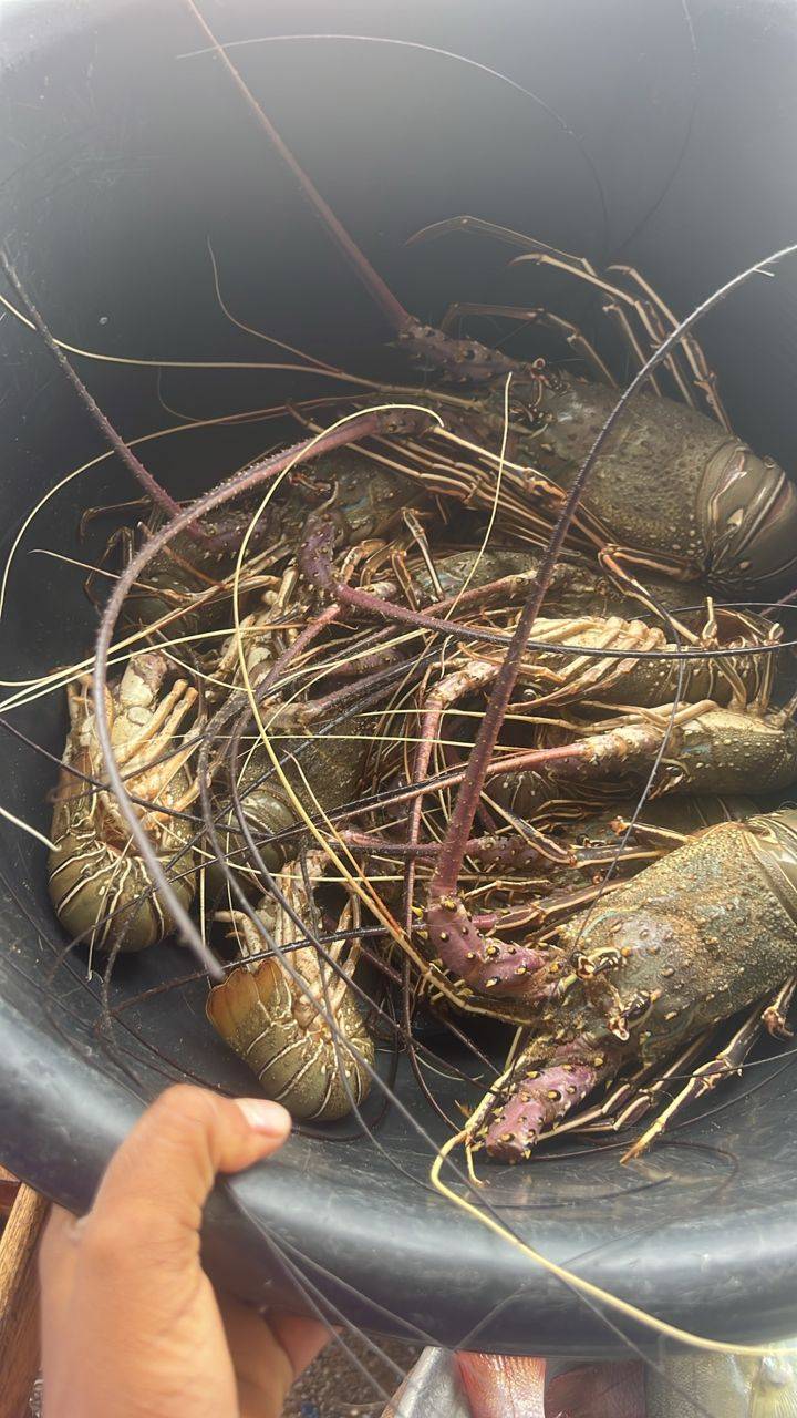 Langouste 