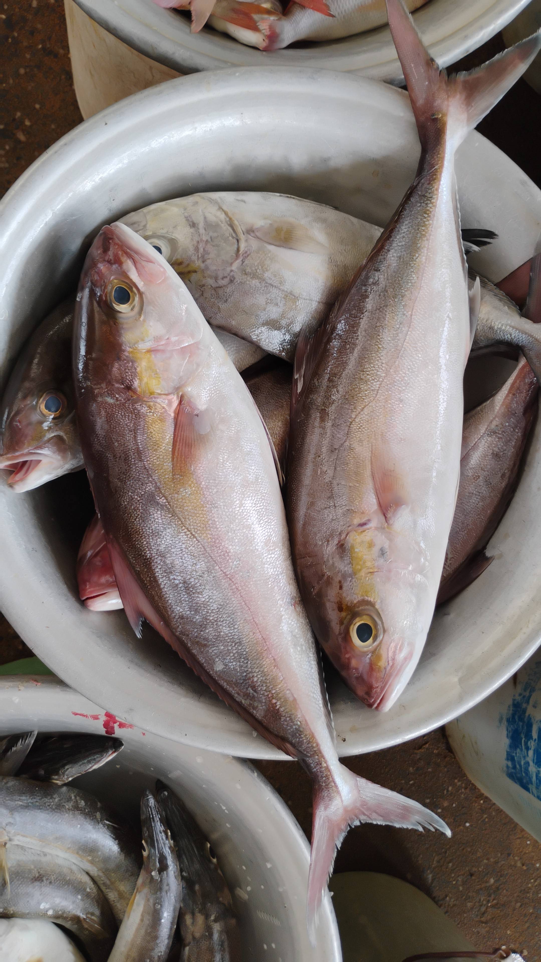 Poissons